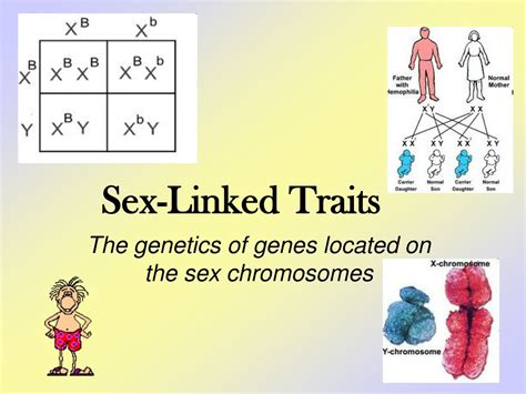 Ppt Sex Linked Traits Powerpoint Presentation Free Download Id 485642