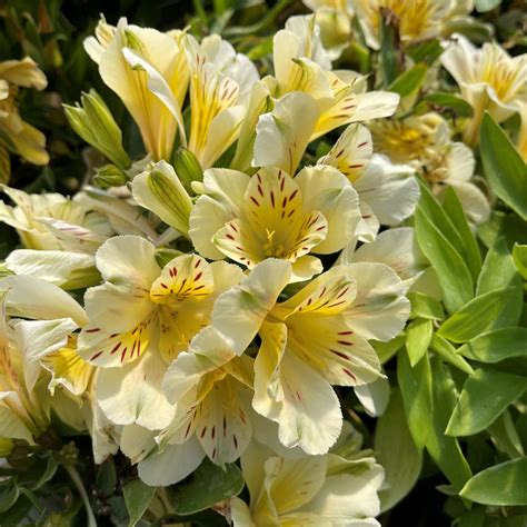 Alstroemeria Inca Lemon Drop The Naked Gardener