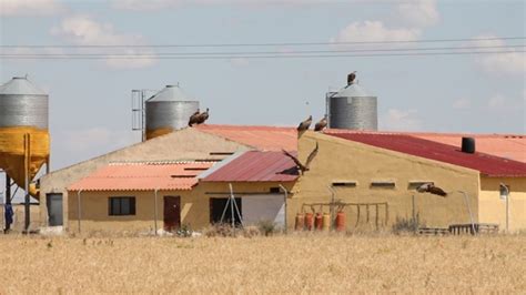 Castilla La Mancha Anuncia 850 000 En Ayudas Para Los Ganaderos