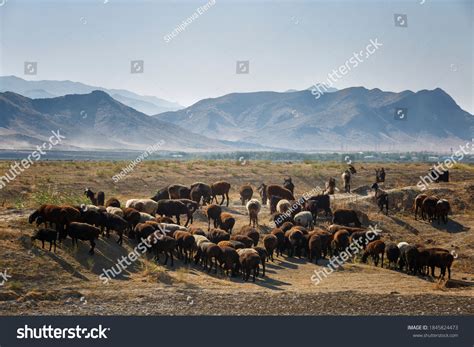 27 Sunset Uzbekistan Animals Images Stock Photos And Vectors Shutterstock