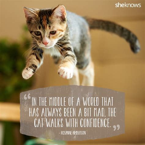 50 Cat Quotes That Only Feline Lovers Would Understand Artofit