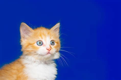 Premium Photo A Small Red Kitten With Blue Eyes Looks To The Side On