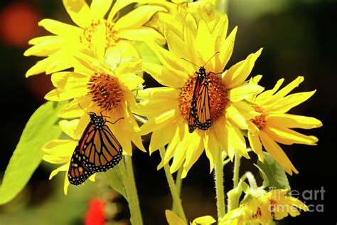 Butterfly Best Friends On Sunflowers Photograph By Luana K Perez Fine