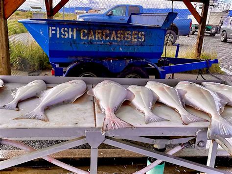 How To Catch A Halibut In Alaska Your Ultimate Guide • Earth By Foot