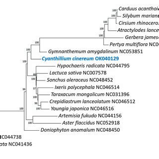 Phylogenetic Tree Reconstructed By Maximum Likelihood Ml Analysis Of