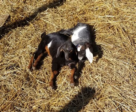 Bama F7 Mini Nubian Buckling Goats Cotton Bean Farms