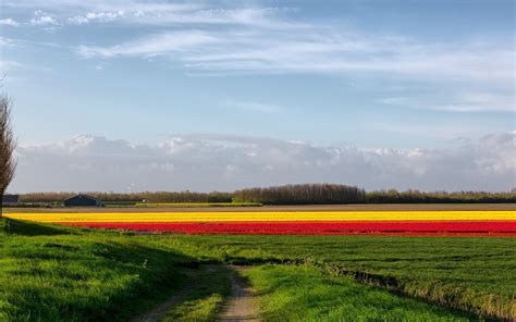 Wallpaper Road Country Field Flowers Colors Bright Strips