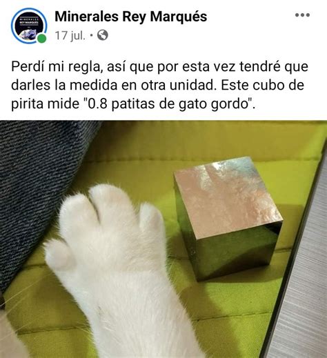 Gatitos que curan tu depresión on Twitter https t co