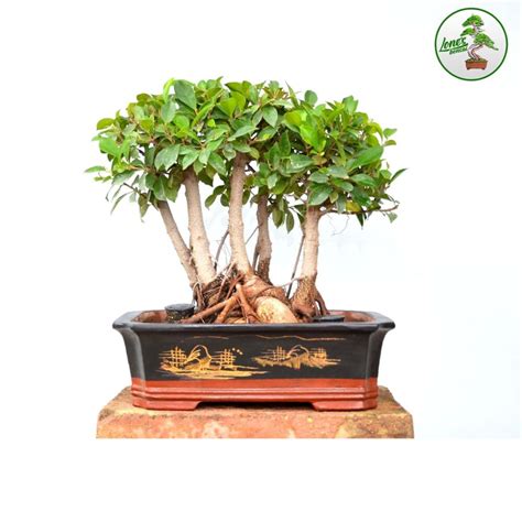 Ficus Microcarpa Bonsai Tree Lone Bonsai