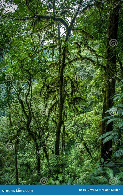 Forest Interior West Sikkim India Stock Image Image Of Flora Pine