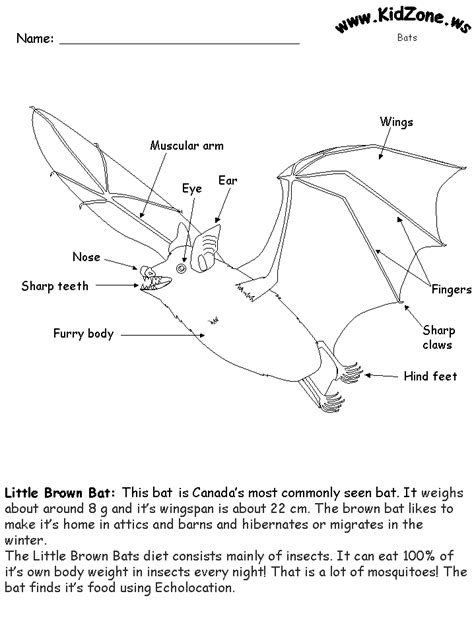 Bat Worksheet For Kindergarten