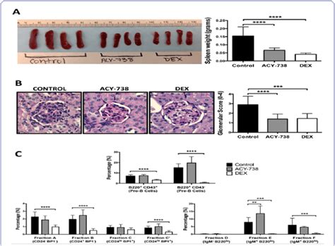 Disease Progression And Hardy Fraction Analysis In Nzb W Mice Following