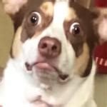 Surprised Dog Meme Generator - Imgflip