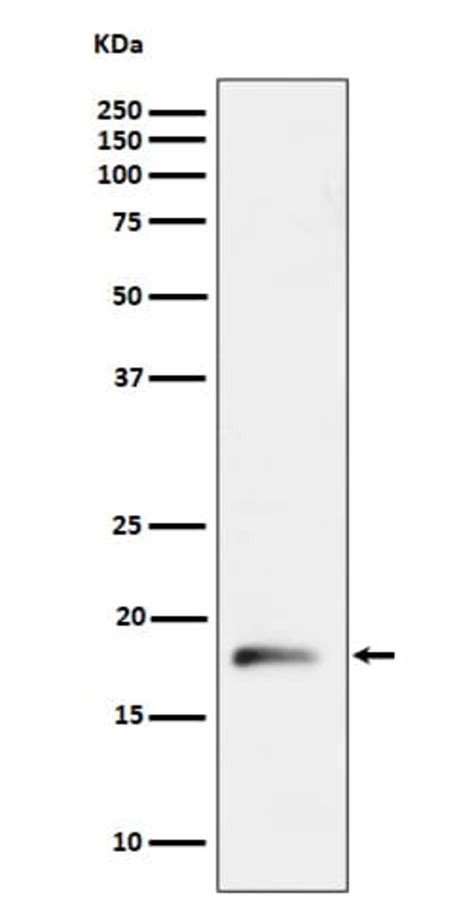 RPL26L1 Antibody SR1266 Novus Biologicals 50 μg Unconjugated