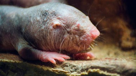 Naked Mole Rats Gene Responsible For Prolonged Lifespan In Mice