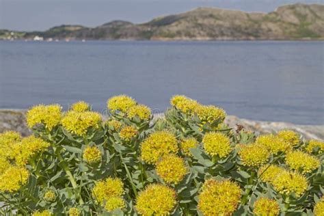 Spurge plants in Norway stock image. Image of umbels - 160736145