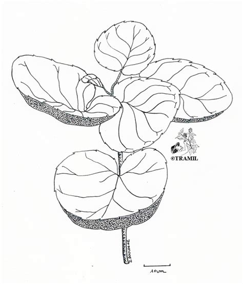 Polyscias Scutellaria TRAMIL