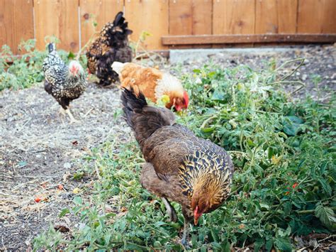 How To Support A Healthy Backyard Flock Integration Garden Betty