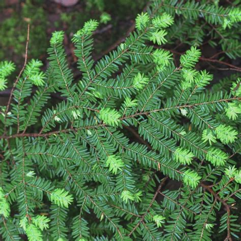 25 Best Hedge Plants That Are Also Evergreen - Artsy Pretty Plants