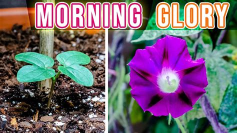 How To Plant A Morning Glory Back Gardener