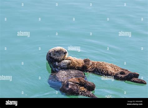 Sea Otter Mother Enhydra Ultras Floating With Their Babies In The