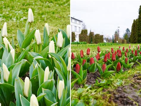 Cum Arata Primele Lalele Inflorite La Gradina Botanica Din Cluj