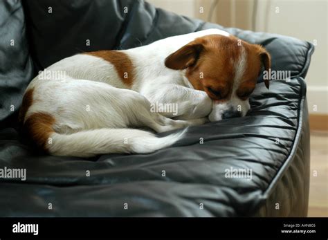 lazy dog sleeping on sofa Stock Photo - Alamy