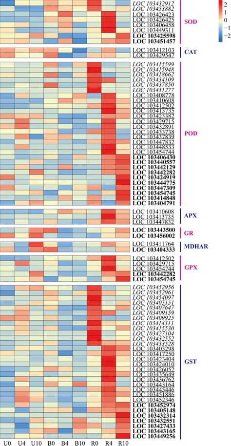 Heat Map Representation Of The Expression Of Genes Related To