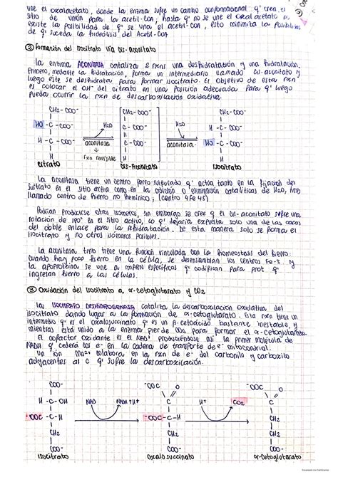 Solution Ciclo De Krebs Studypool