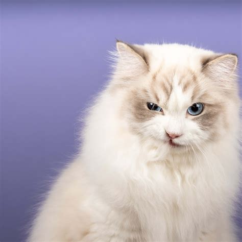 Ragdoll Cat Proudly Shows off Her Gallery of TikTok Comments in Her