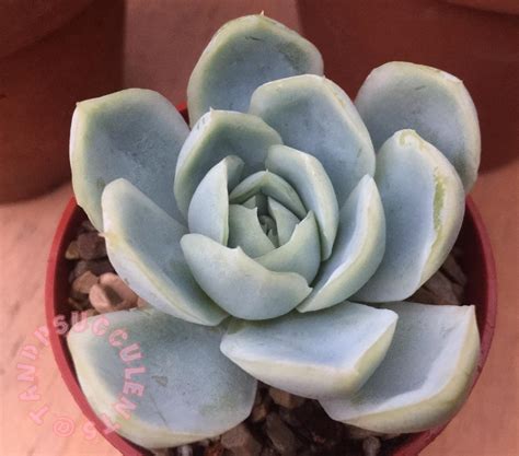 370 Best Chubby Bunny Images On Pholder Chubby BBW Chubby And Aww