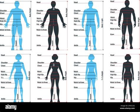 female  male size chart anatomy human character people dummy front