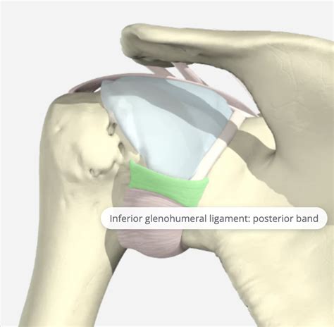 The function of the Glenohumeral Joint Ligaments | Hand Therapy Academy