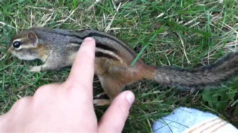 Live Chipmunk Hunting Youtube