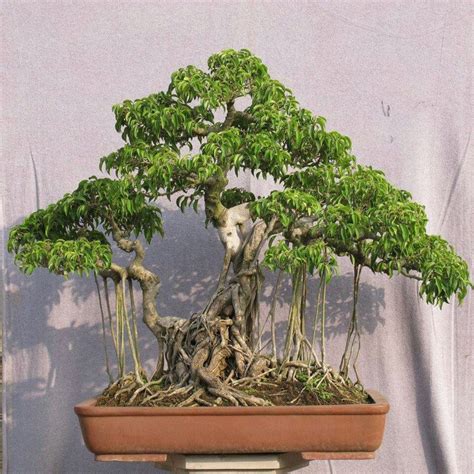 Pin By Lily Morrow On Bonsai Bonsai Art Bonsai Plants