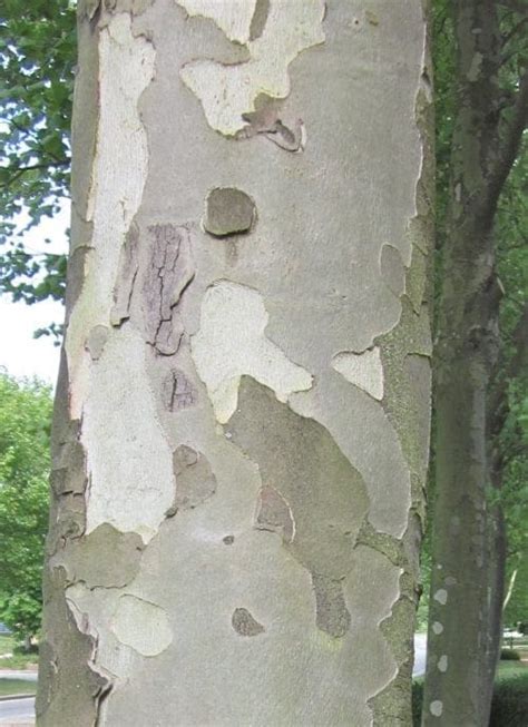 Bark - Tree Guide UK Bark used for tree identification