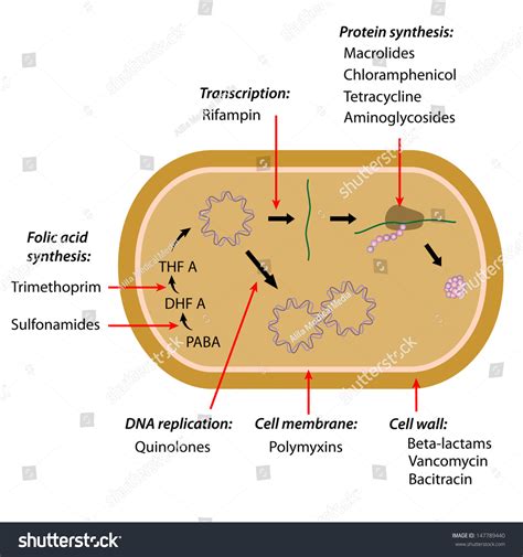 Antibiotics Sites Of Action Stock Photo 147789440 : Shutterstock