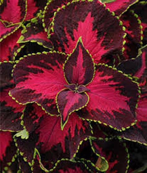 Mpb1 Coleus Seeds Chocolate Covered Cherry 100 Bulk Pelleted Etsy