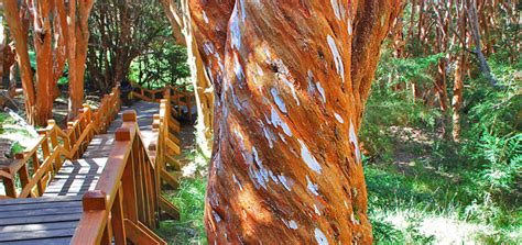 Bosque De Arrayanes Excursiones En Villa La Angostura