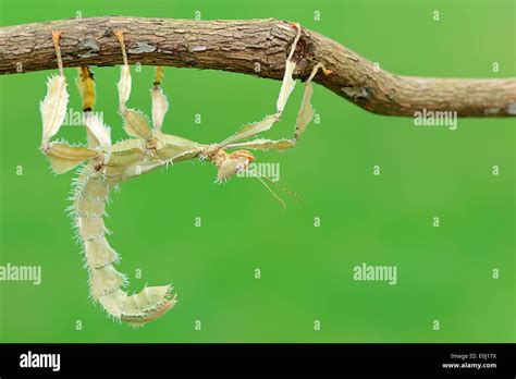 Australian giant prickly stick insect hi-res stock photography and ...