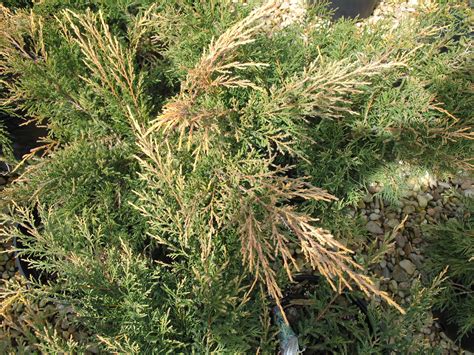 Online Plant Guide Juniperus Chinensis Gold Lace Gold Lace