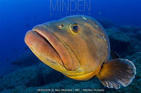 Dusky Grouper Stock Photo Minden Pictures