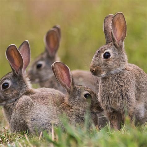 Rabbit Pest Control Havant Rabbit Control Prices Havant And Hampshire