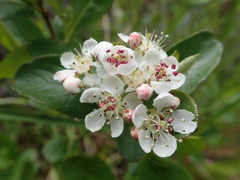 Aronia X Prunifolia Bird Gardens