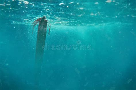 Giant Oarfish Regalecus Glesne In A Typical Vertical Swimming Position