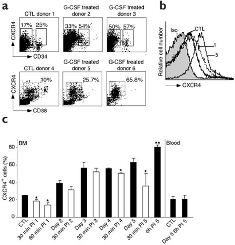 G CSF Up Regulates CXCR4 Expression On BM Cells Before Their