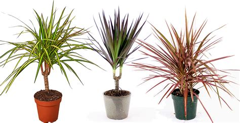 Dracaena Marginata Plant Growing Guide And Care Tips