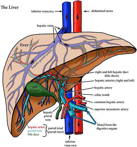 Hepatic Vein Vs Portal Vein