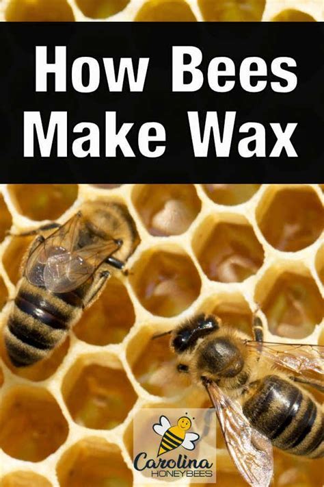 How Do Bees Make Wax Carolina Honeybees Honey Bee Facts Honey