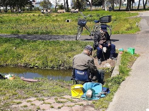 水元公園桜の下のタナゴ釣り 荒川三歩